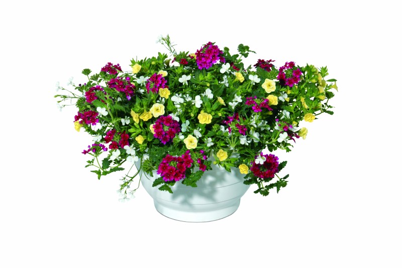  Verbene Minipetunie Bacopa 